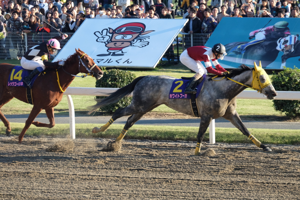 f:id:umagohan:20161103152726j:plain