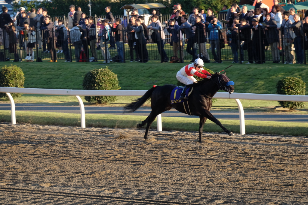 f:id:umagohan:20161103161221j:plain