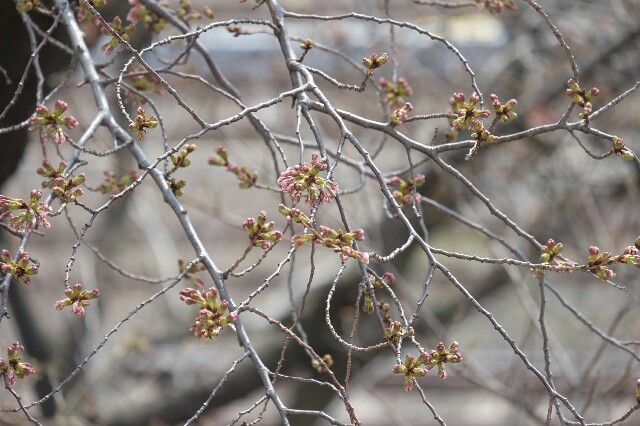 f:id:umagohan:20170329232847j:image