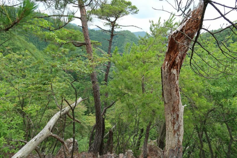 f:id:umahide:20190726233501j:image f:id:umahide:20190726233501j:image