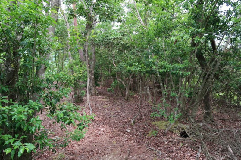 f:id:umahide:20190726233858j:image f:id:umahide:20190726233858j:image