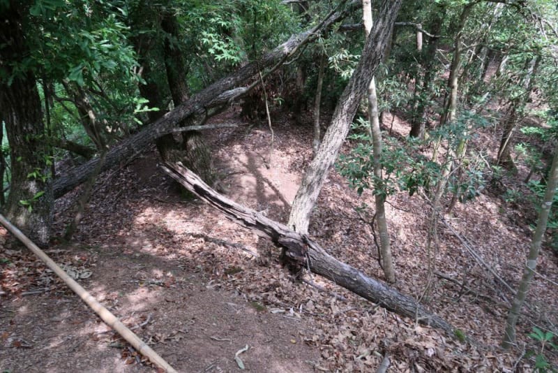 f:id:umahide:20190726234439j:image f:id:umahide:20190726234439j:image