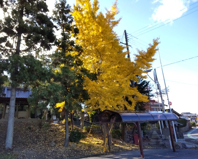 f:id:umahide:20221115111034j:image