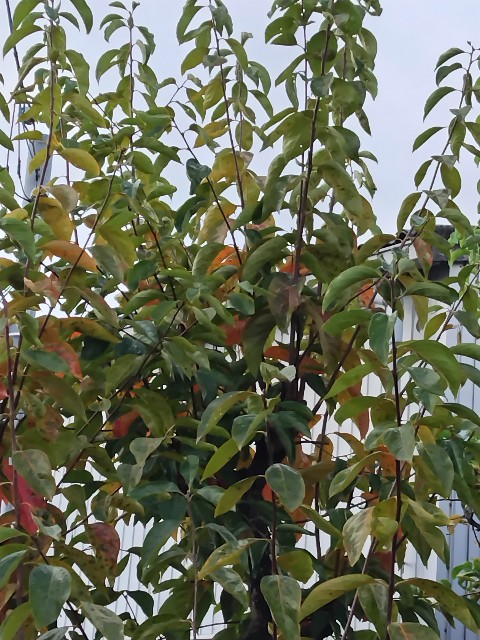 f:id:umahide:20251110112246j:image