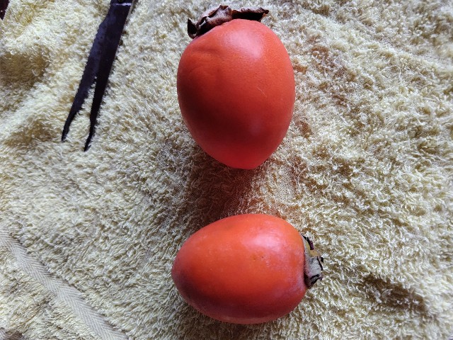 f:id:umahide:20251110112624j:image