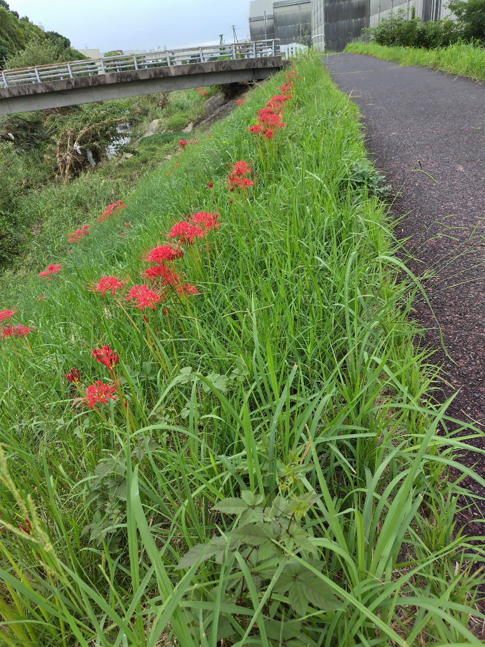 f:id:umahide:20260925161244j:image f:id:umahide:20260925161244j:image