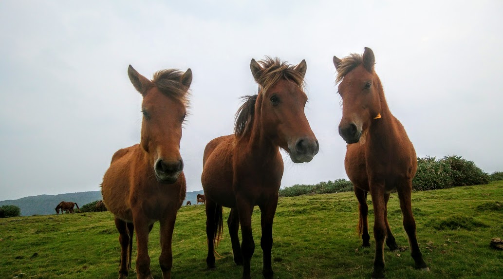 f:id:umahirobamarkun:20200102165337j:plain