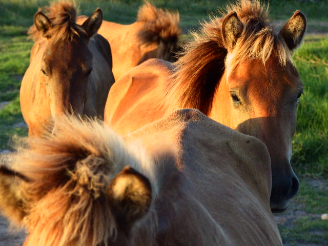 f:id:umahirobamarkun:20200103140656j:plain