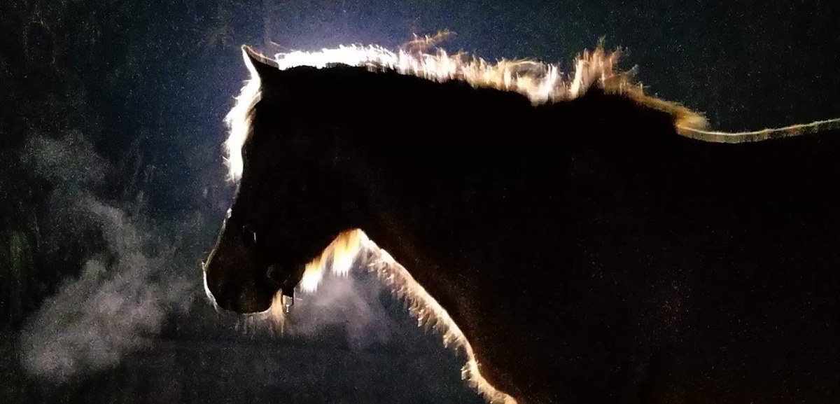 f:id:umahirobamarkun:20200306105410j:plain