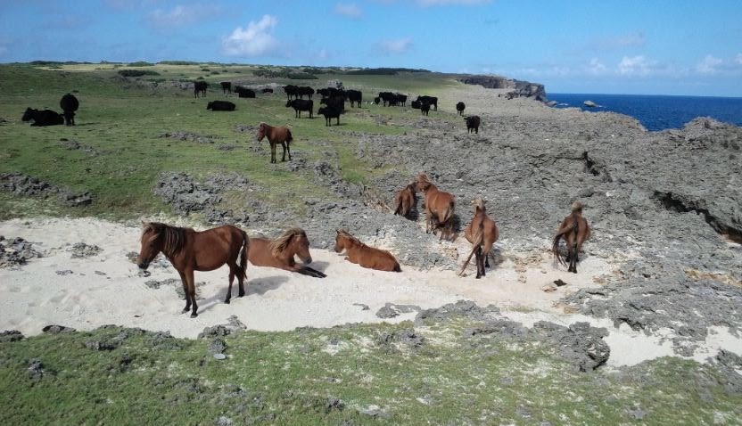 f:id:umahirobamarkun:20200415092326j:plain