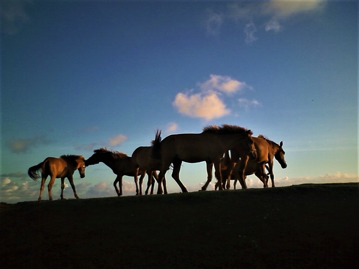 f:id:umahirobamarkun:20200416114244j:plain