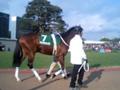 [競馬場の風景2007]きさらぎ賞・アサクサキングス