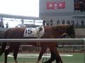 [競馬場の風景2007]ジークムント1