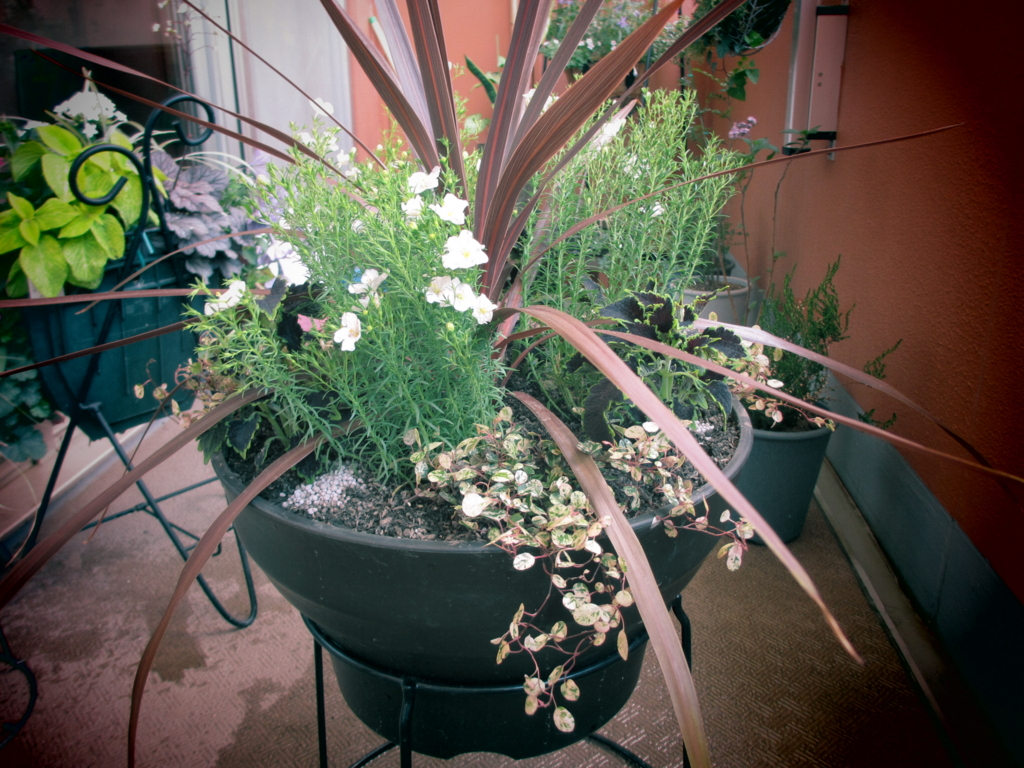 ２０１６年寄せ植えからの寄せ植え Pasado Manana