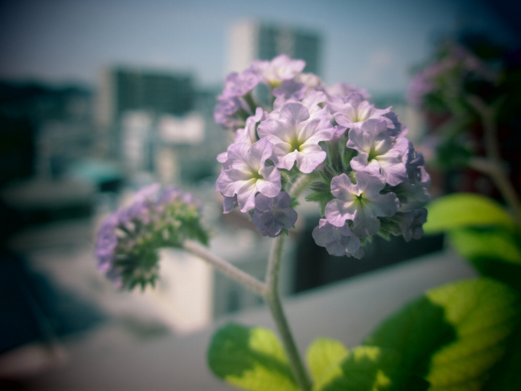 f:id:umanomimini-nendo:20170610095529j:plain f:id:umanomimini-nendo:20170610095529j:plain