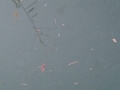 20191209001750