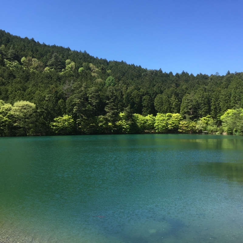 f:id:umaoyaji:20160504133348j:image:w360 f:id:umaoyaji:20160504133348j:image:w360