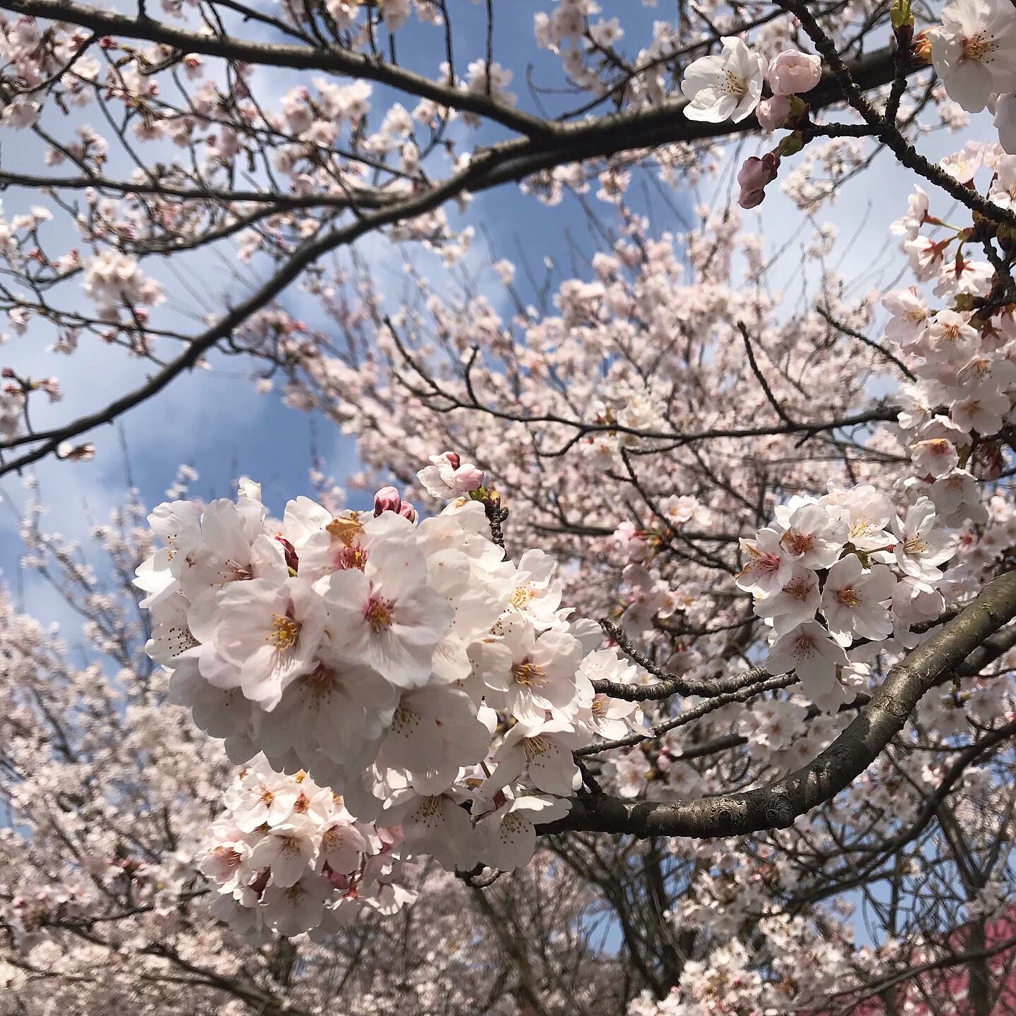 f:id:umauma_gohan:20200511013124j:image