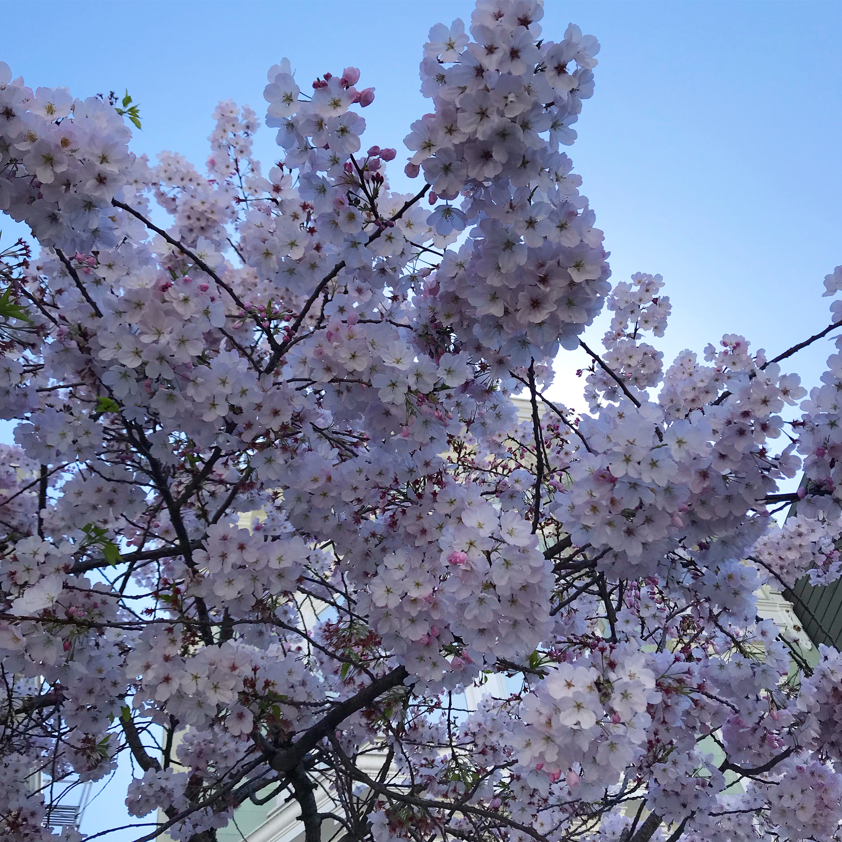 f:id:umauma_gohan:20210402075231j:image