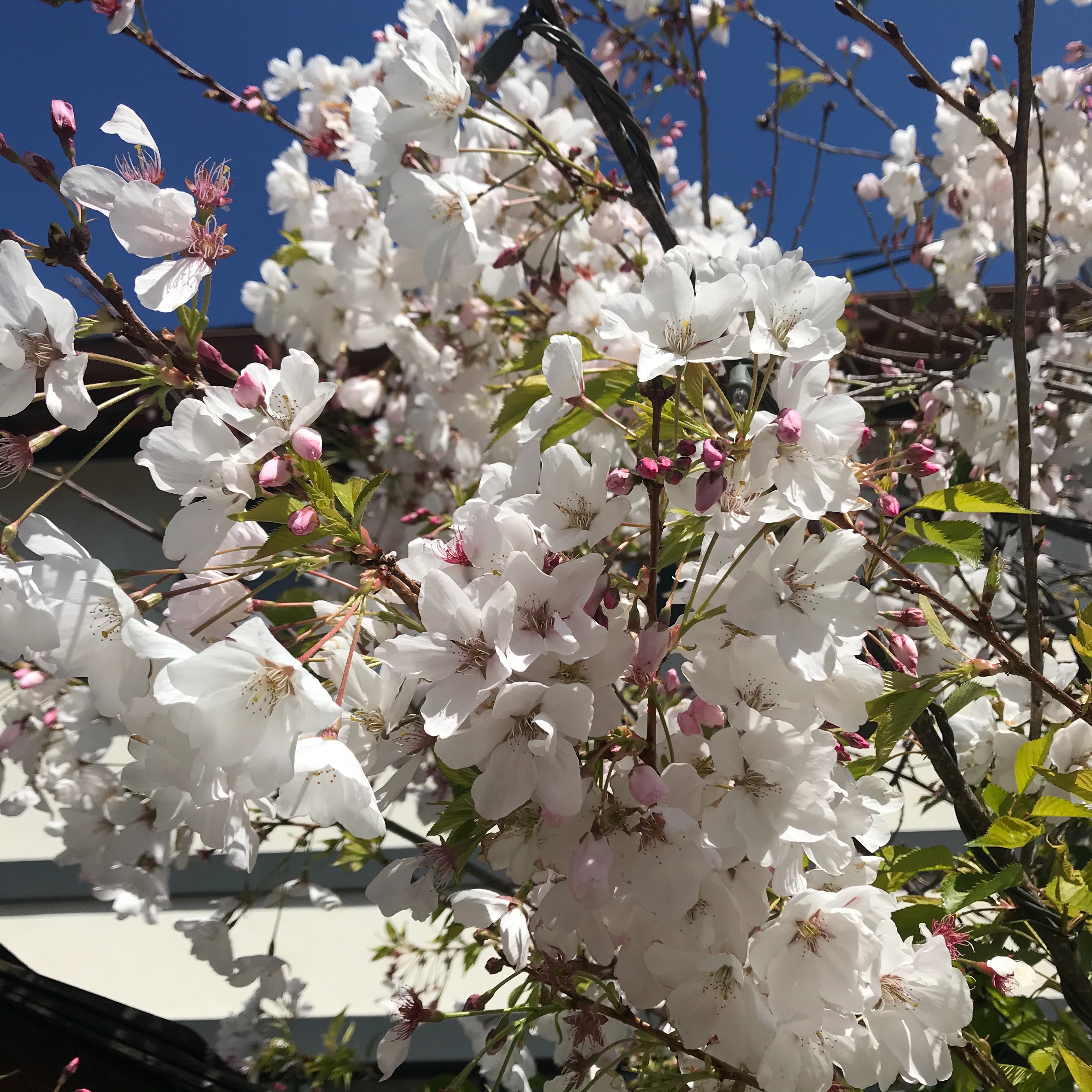f:id:umauma_gohan:20210410070319j:image f:id:umauma_gohan:20210410070319j:image