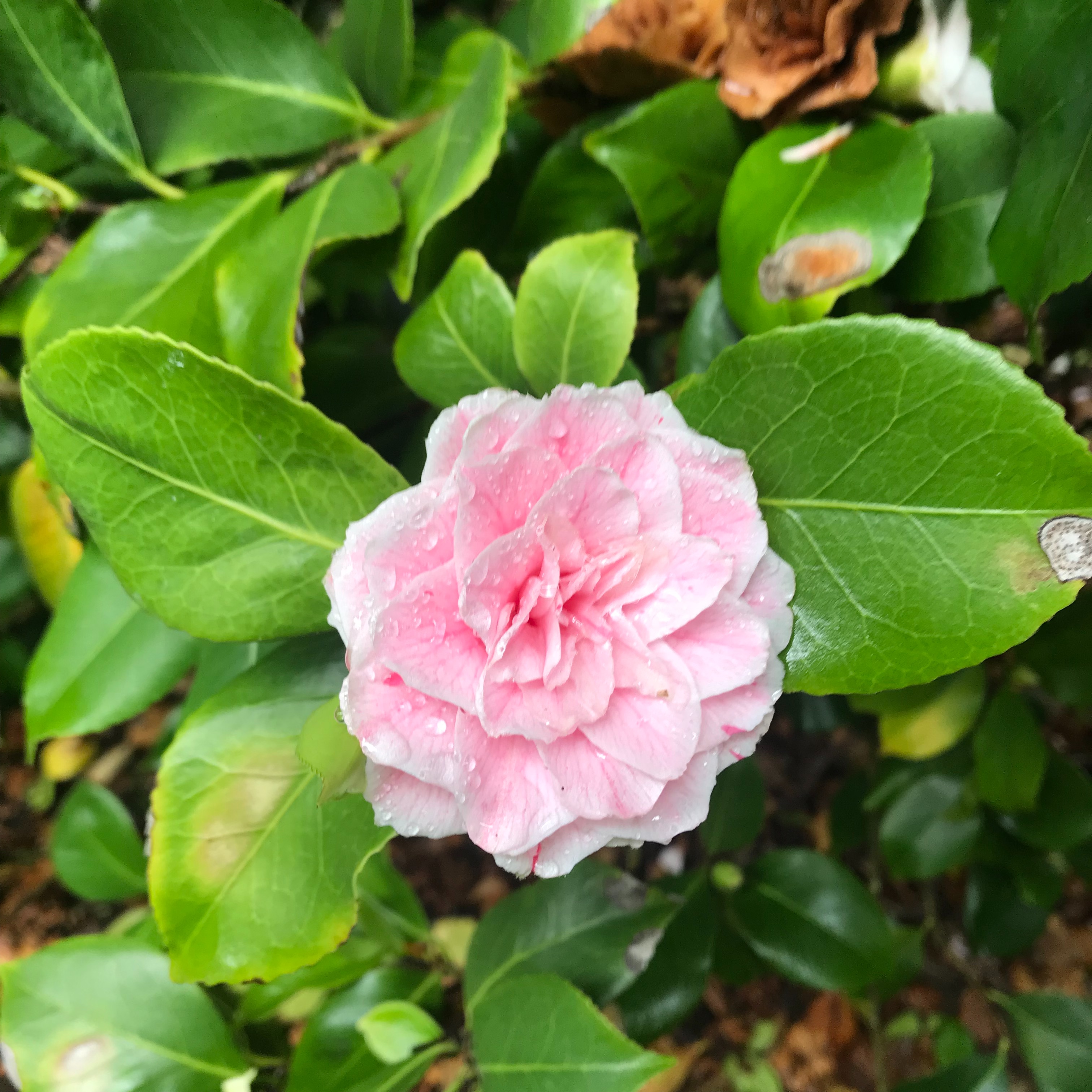 f:id:umauma_gohan:20210602064024j:image