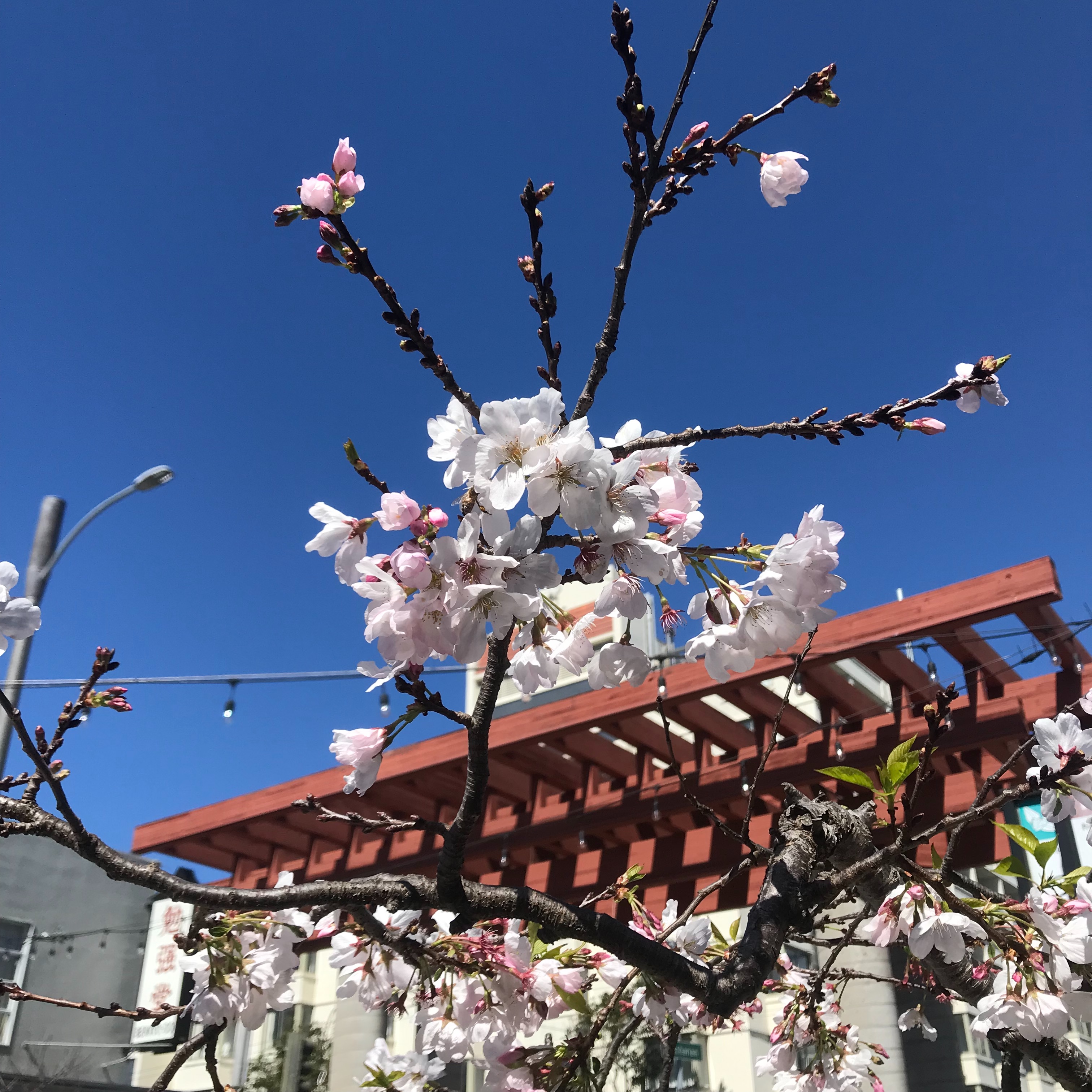f:id:umauma_gohan:20220417041300j:image