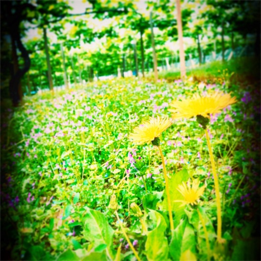 f:id:umaumam:20180522200504j:image f:id:umaumam:20180522200504j:image