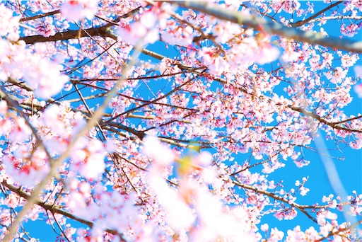 f:id:umaumam:20190403211508j:image f:id:umaumam:20190403211508j:image