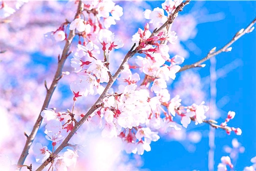 f:id:umaumam:20190403211532j:image f:id:umaumam:20190403211532j:image
