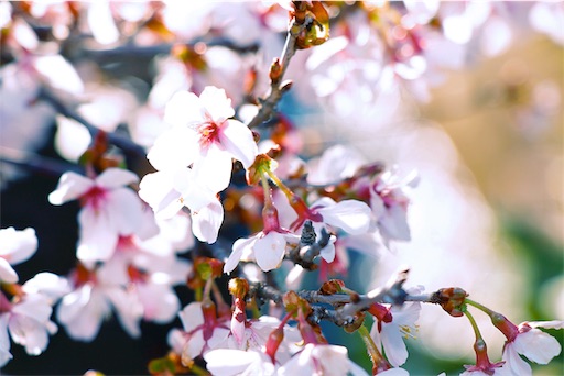 f:id:umaumam:20190403211545j:image f:id:umaumam:20190403211545j:image