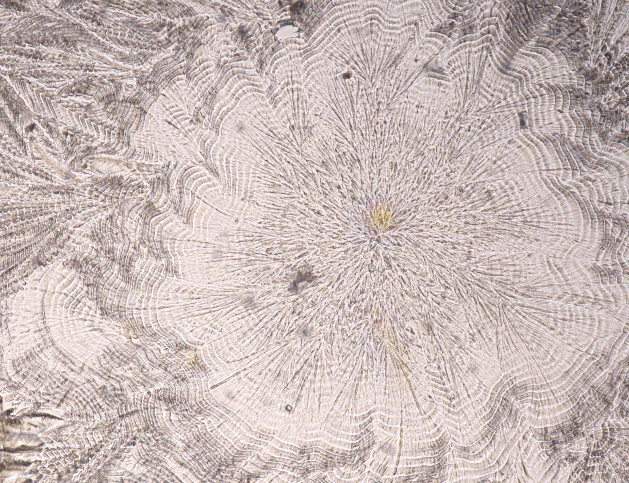 エクセルシオール　パラドクサ！標本！ アンティークのプレパラート標本をヤフオクでぽちっとな