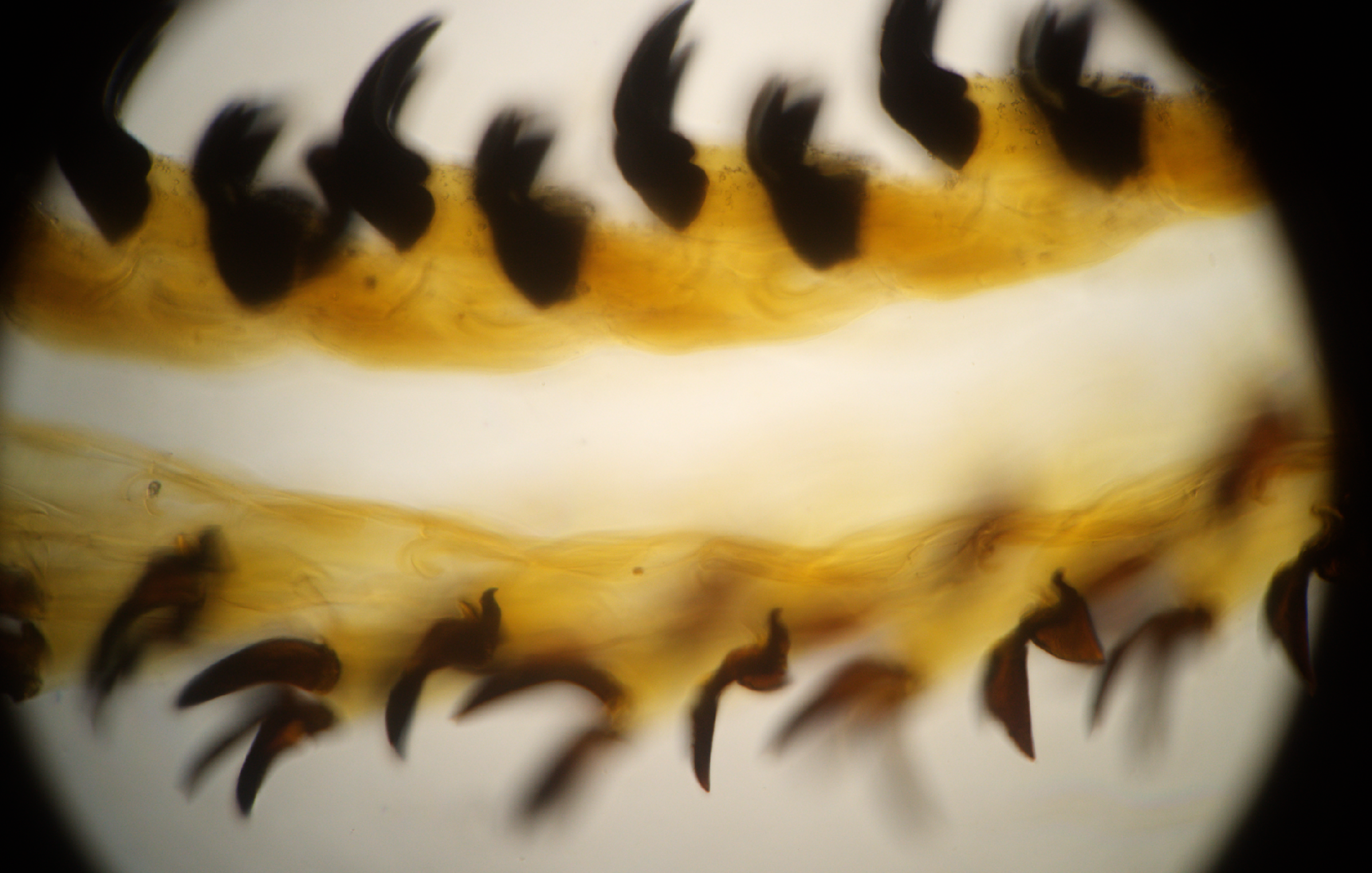 アンティークのプレパラート標本をヤフオクでぽちっとな