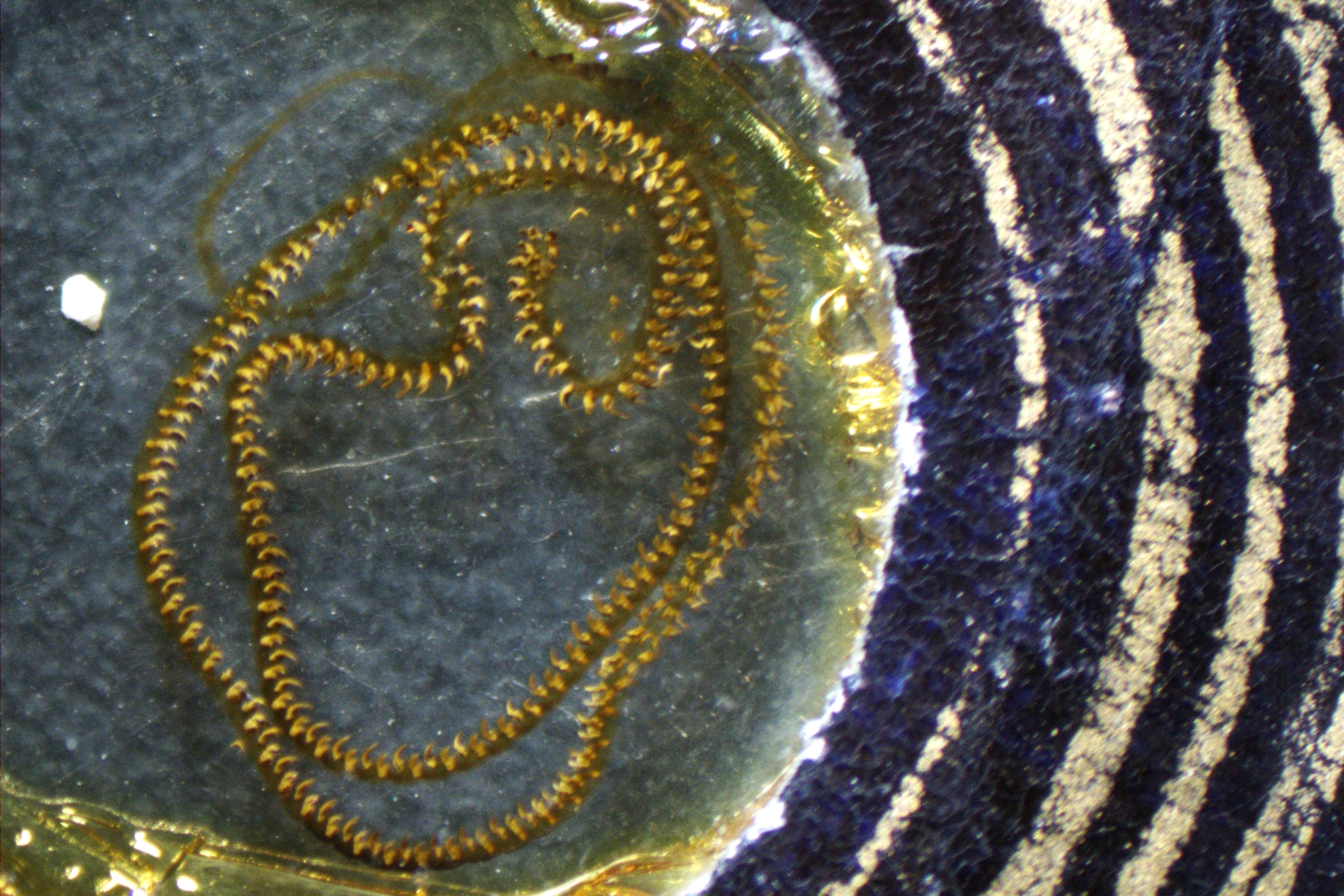 エクセルシオール　パラドクサ！標本！ アンティークのプレパラート標本をヤフオクでぽちっとな