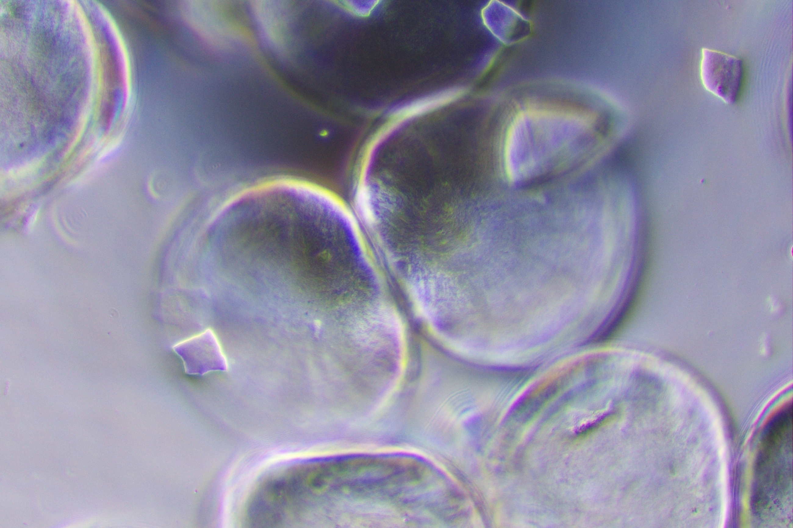 アンティークのプレパラート標本をヤフオクでぽちっとな