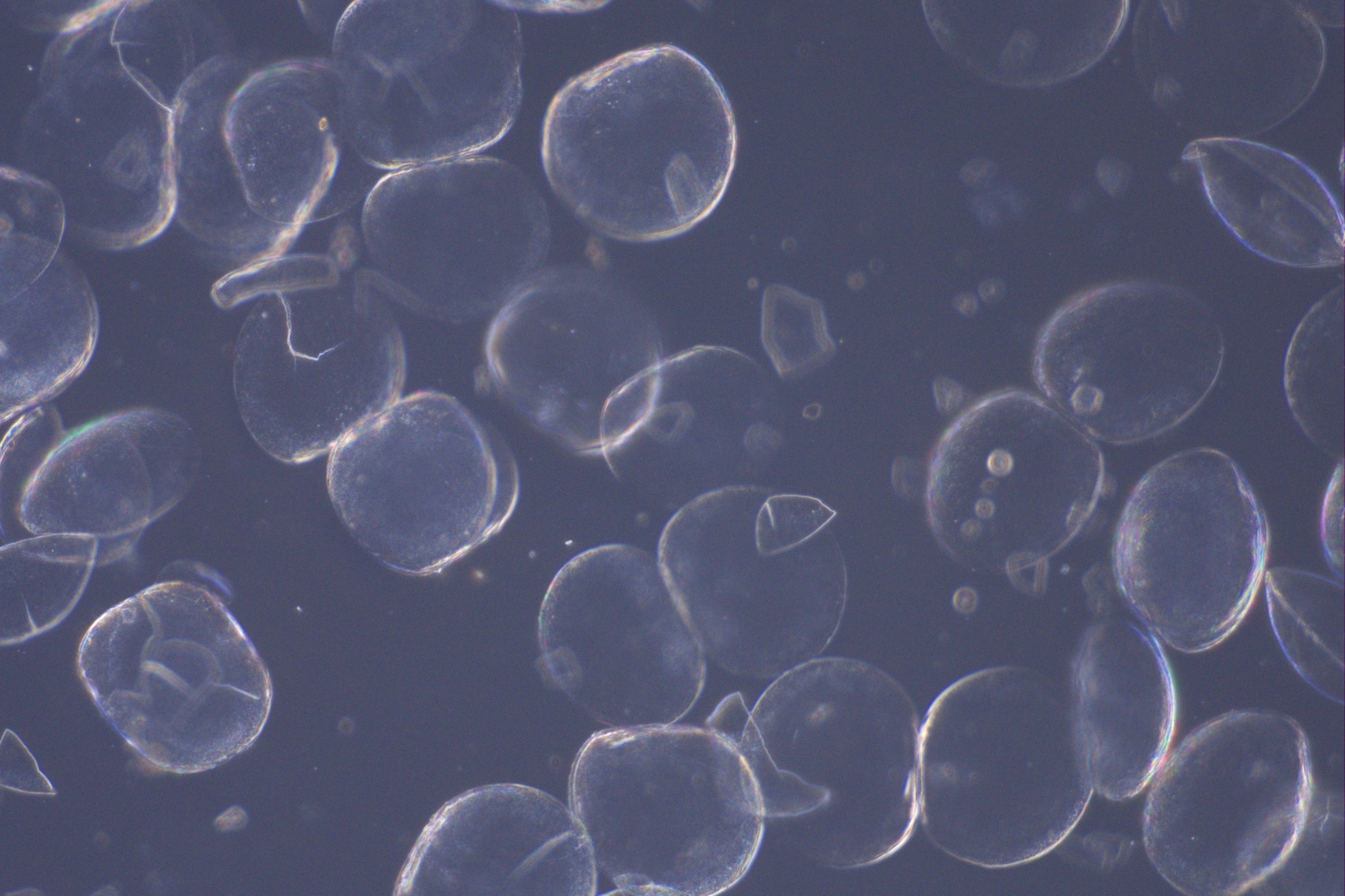 アンティーク　プレパラート　標本　蒐集Microscope Piraparat アンティークのプレパラート標本をヤフオクでぽちっとな。 - 趣味の