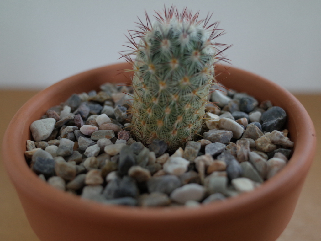サボテンを植え替えてみた ウンバボーのノート サボテンを植え替えてみた ウンバボーのノート