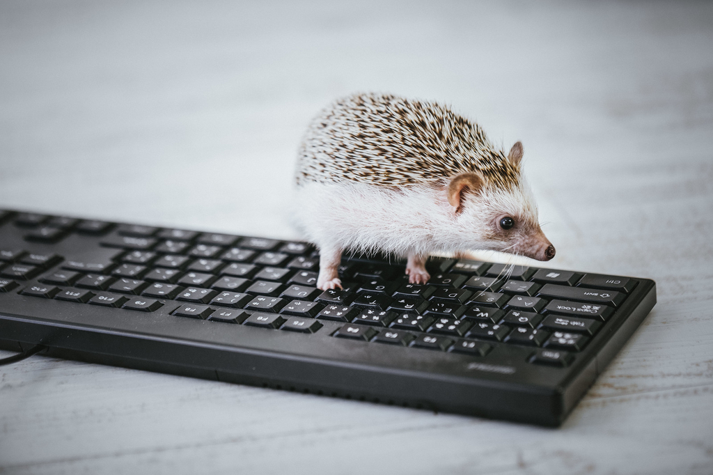 f:id:ume19:20190103011435j:plain f:id:ume19:20190103011435j:plain