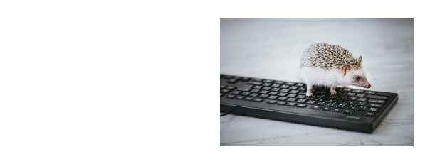 ハリネズミright