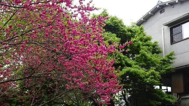 f:id:ume599:20250426210809j:image f:id:ume599:20250426210809j:image