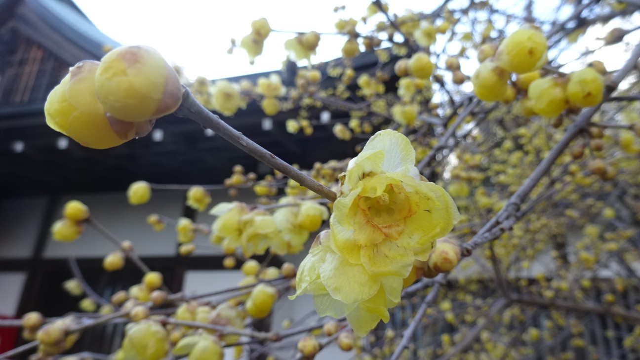 f:id:ume599:20260202211408j:image