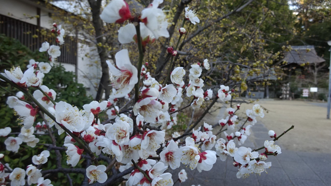 f:id:ume599:20260202211437j:image