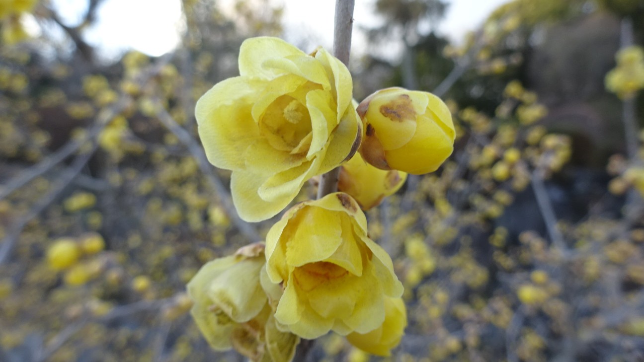 f:id:ume599:20260202211440j:image