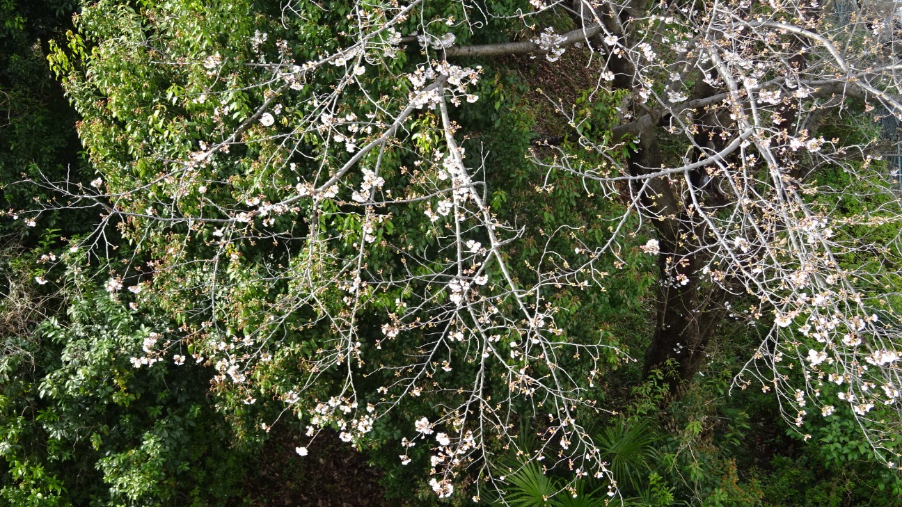 f:id:ume599:20260327200440j:image