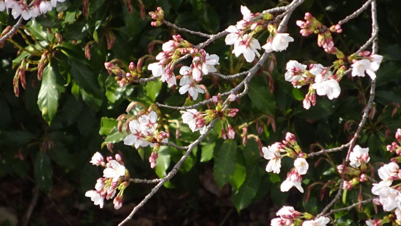 f:id:ume599:20260327200443j:image