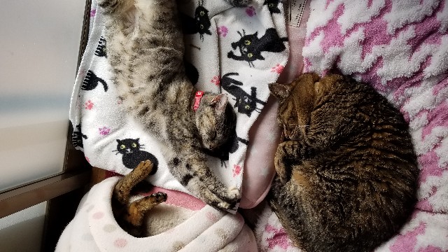 f:id:umebiwakibi:20190125091129j:image