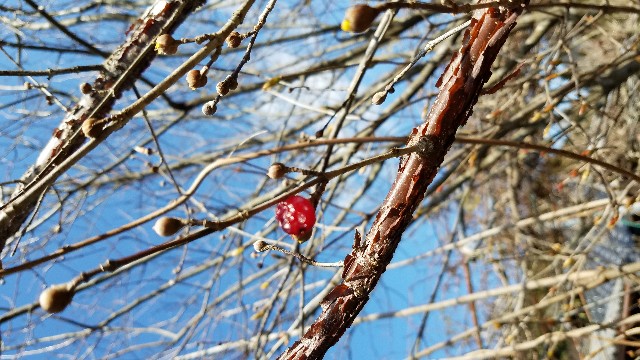 f:id:umebiwakibi:20190125091232j:image
