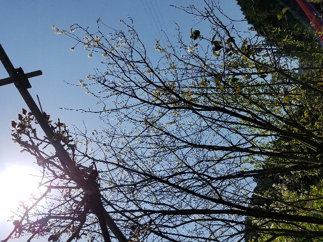 f:id:umebiwakibi:20200414121929j:image