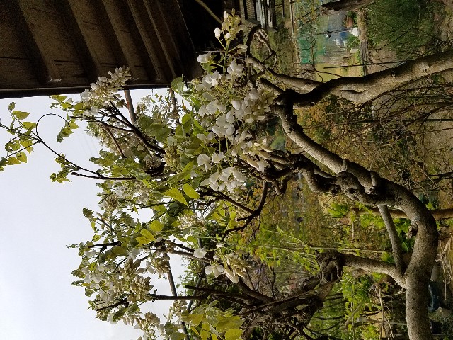 f:id:umebiwakibi:20200417094144j:image