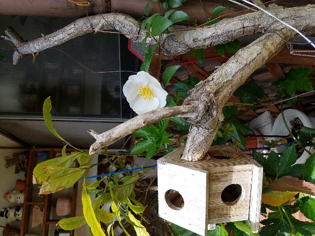 f:id:umebiwakibi:20200419125710j:image