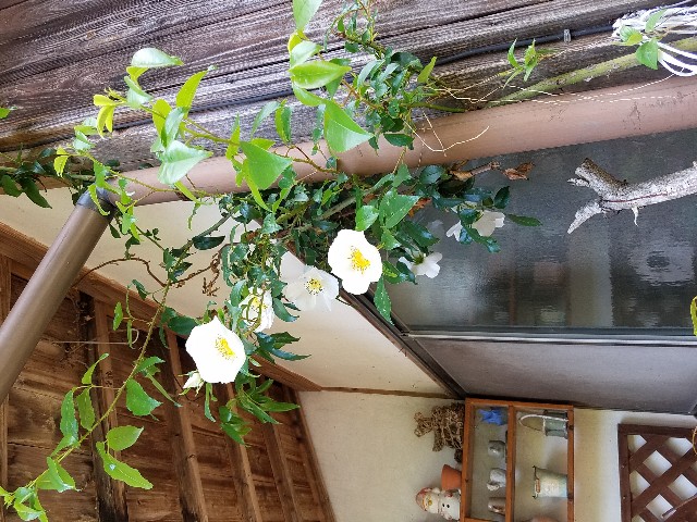 f:id:umebiwakibi:20200419125719j:image